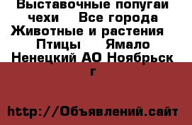 Выставочные попугаи чехи  - Все города Животные и растения » Птицы   . Ямало-Ненецкий АО,Ноябрьск г.